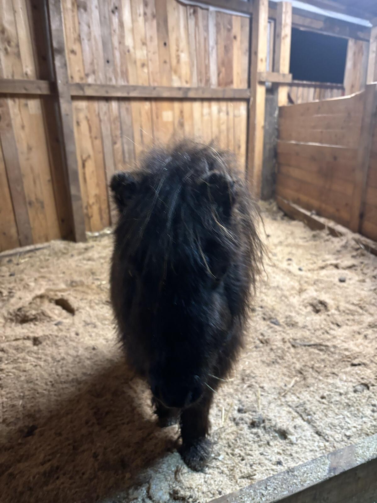 Minishetty Stutfohlen Penelope 2