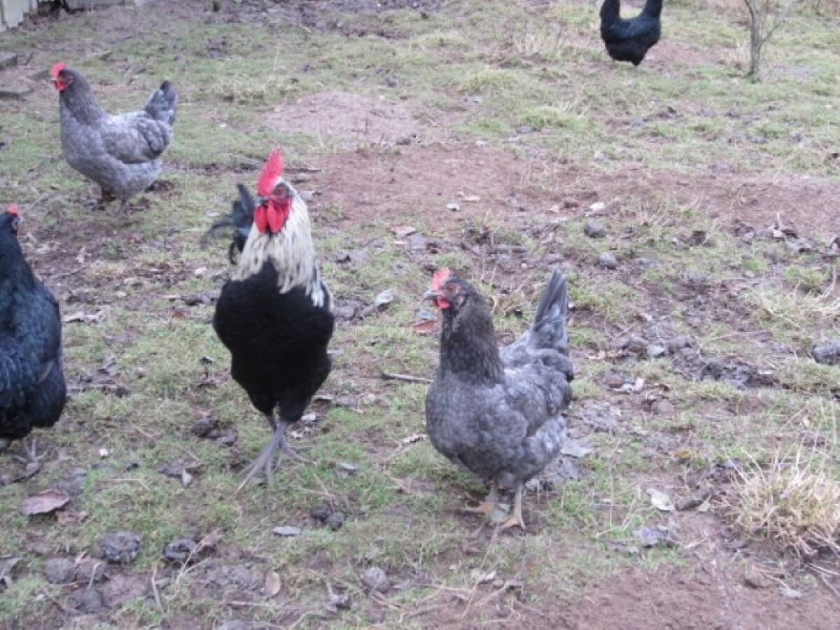 Bruteier Silverudds Bla Grünleger 3