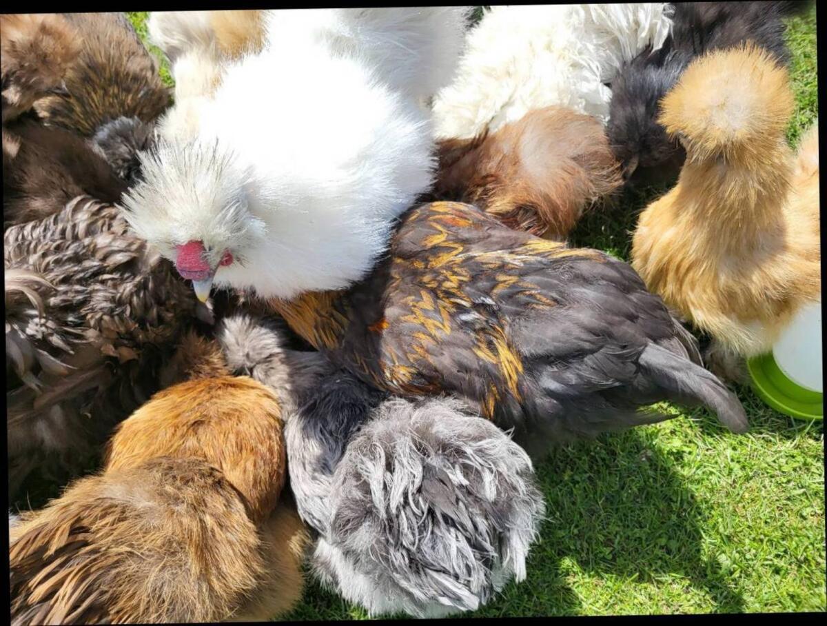 Zwergseidenhuhn Zwergseidenhühner US Silkies 2