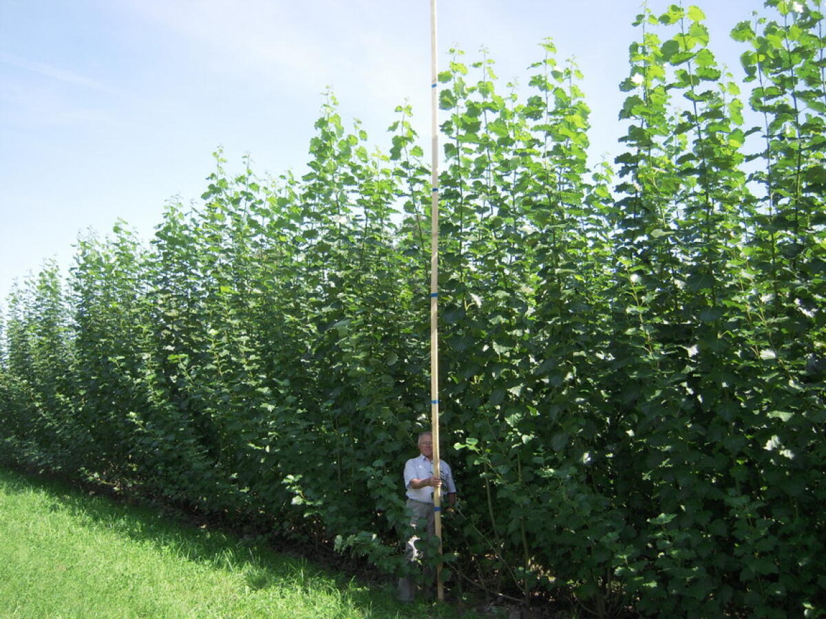 Pappel- und Weidenstecklinge für Acker, Wiese und Wald 3