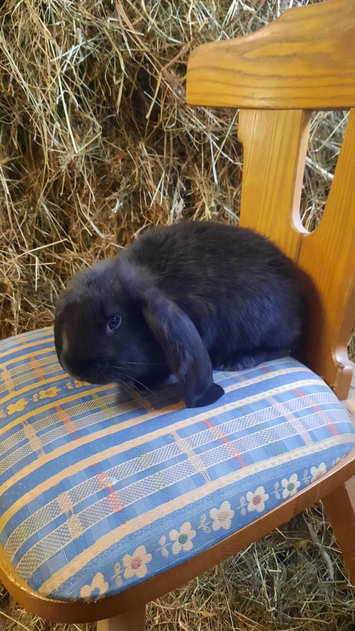 Deutsche Widder-Häsinnen 3