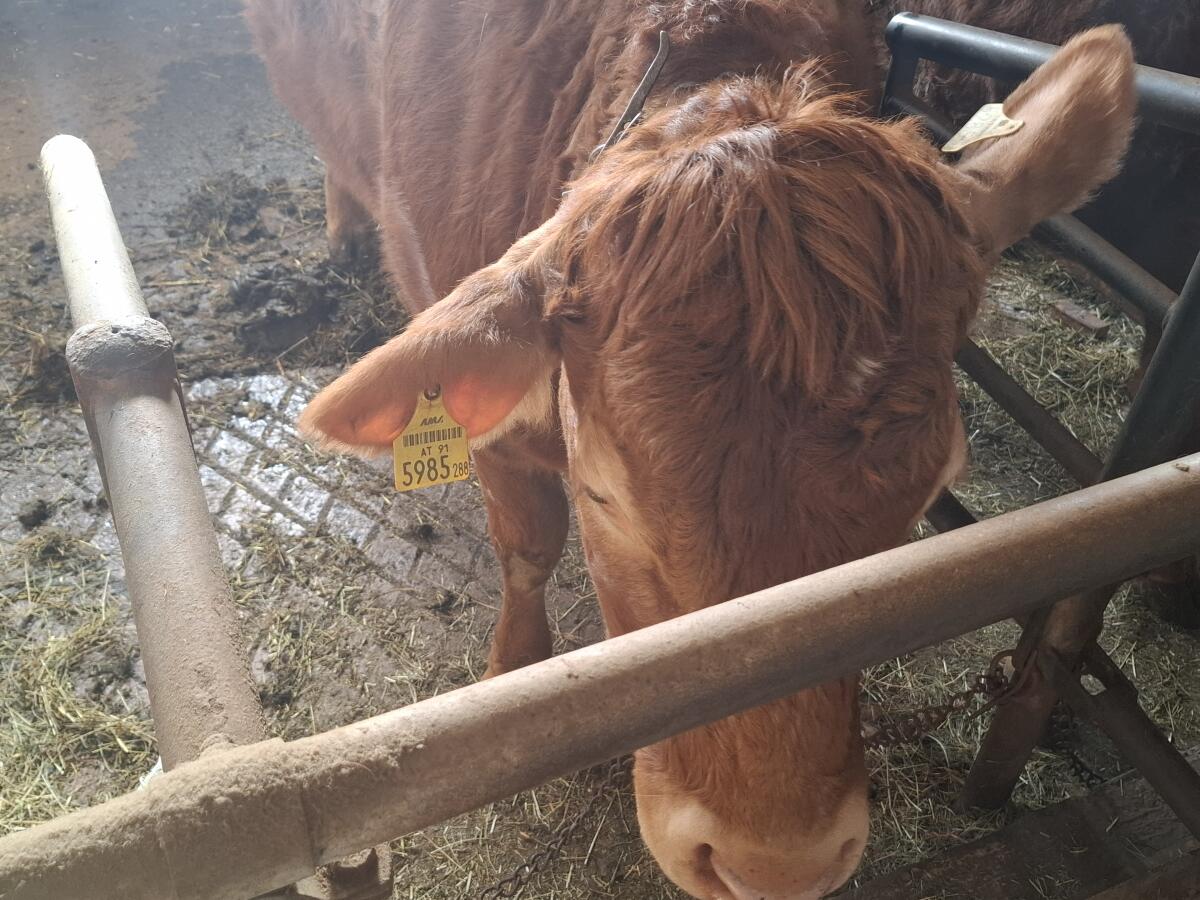 Bio Kalbin trächtig 2