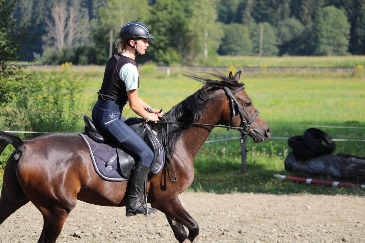 Vollblutaraberstute 2