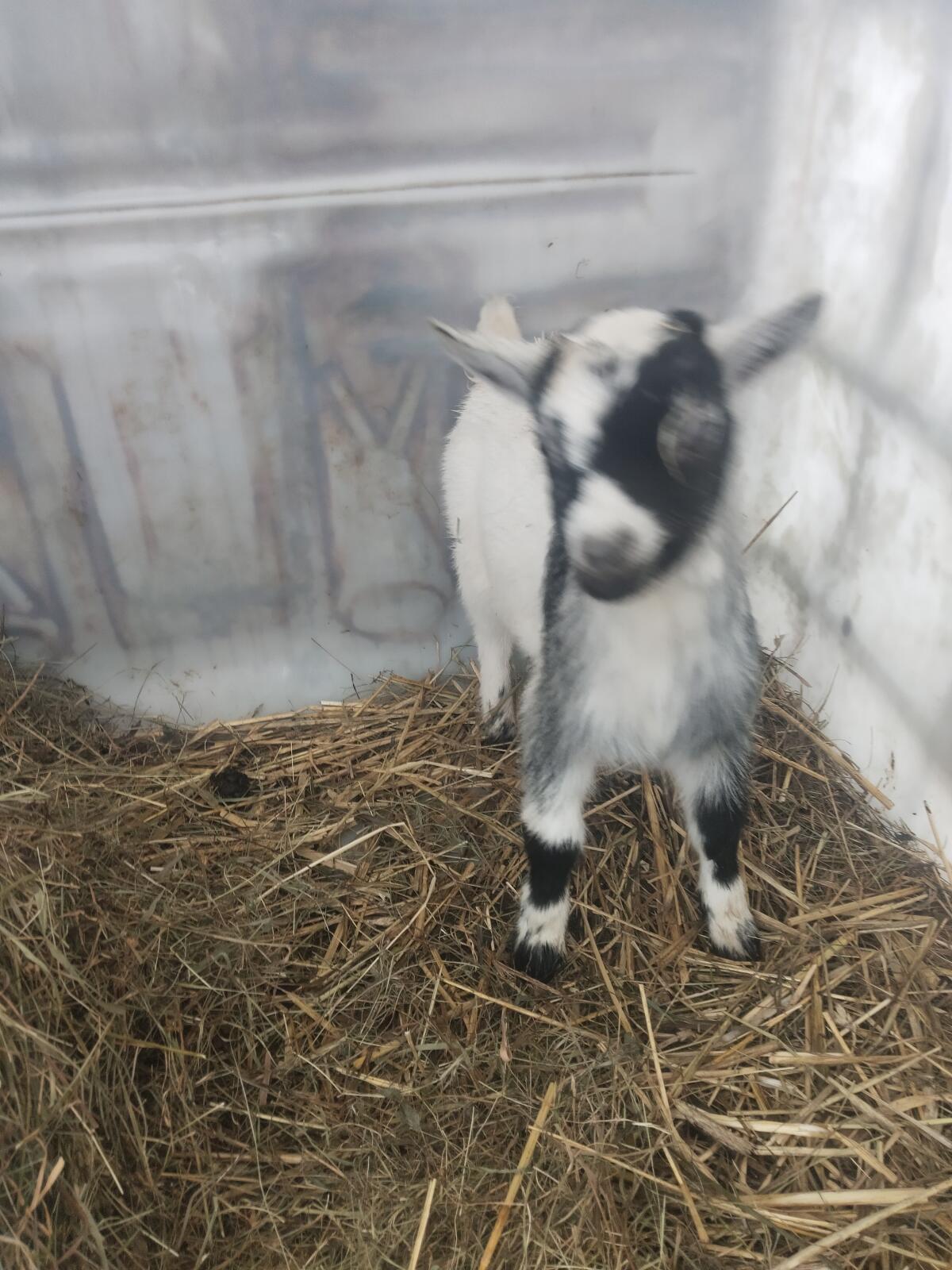 Verkaufe Zwergziegenbock 2