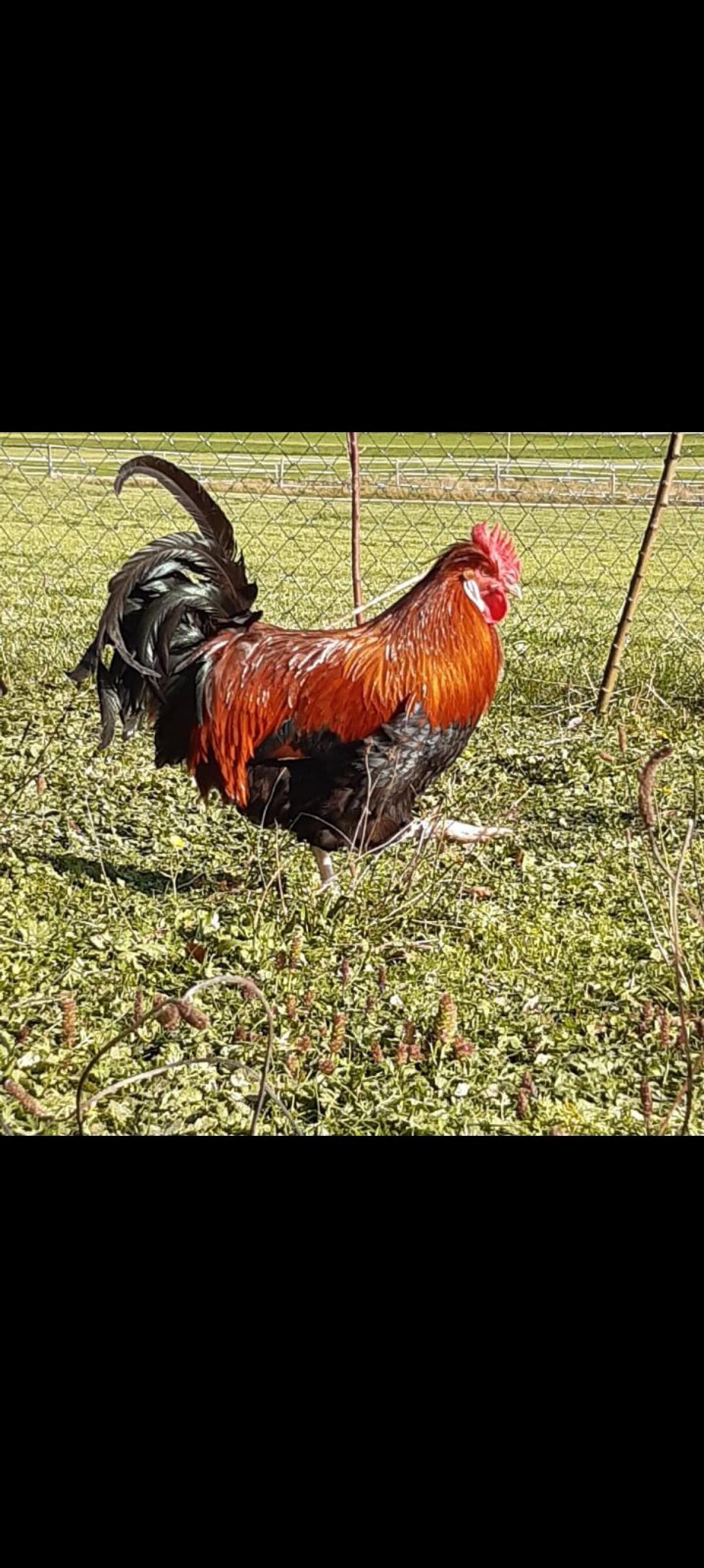 Sulmtaler Bruteier 2