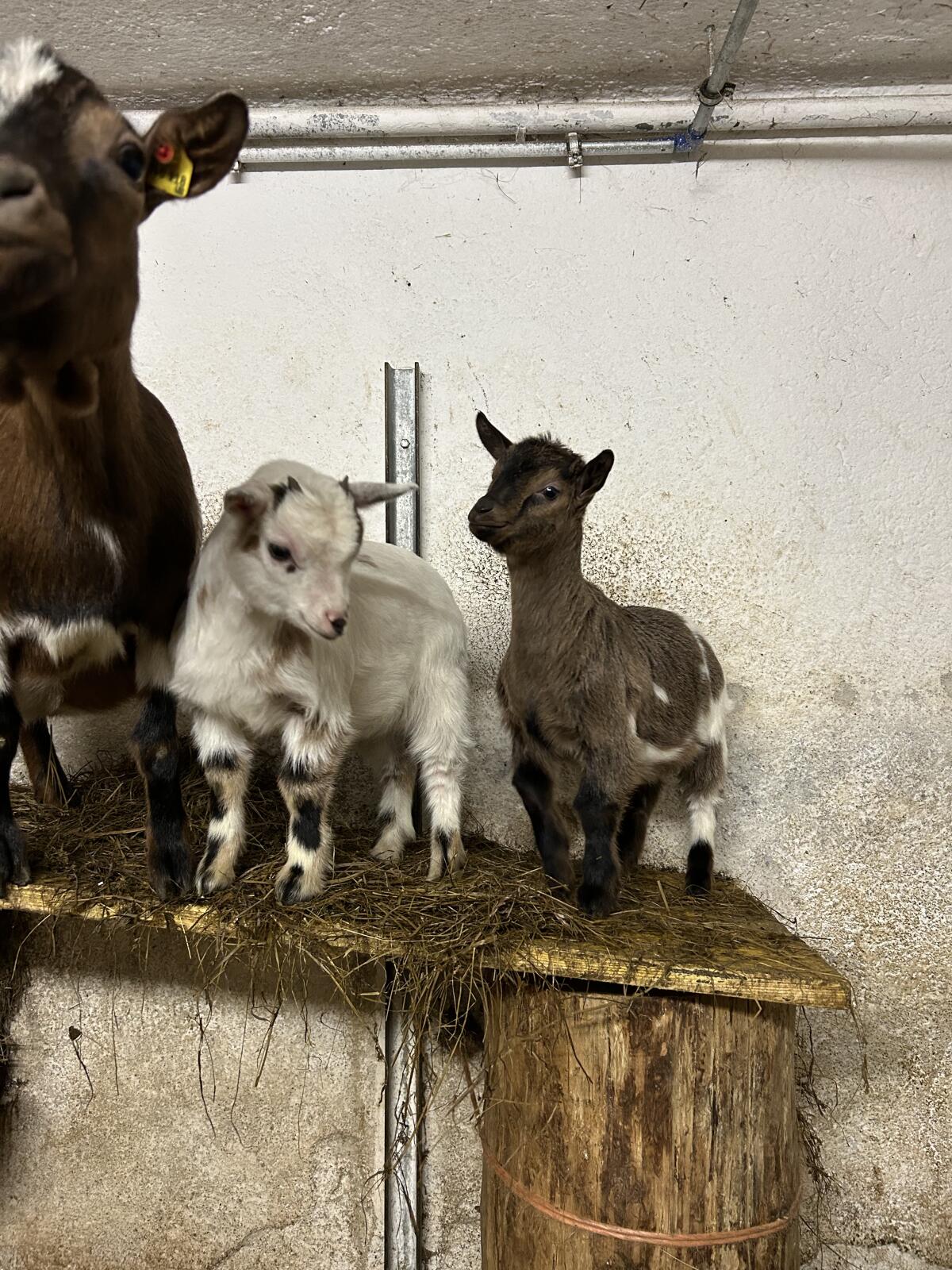 Minizwergziegen weiblich 2