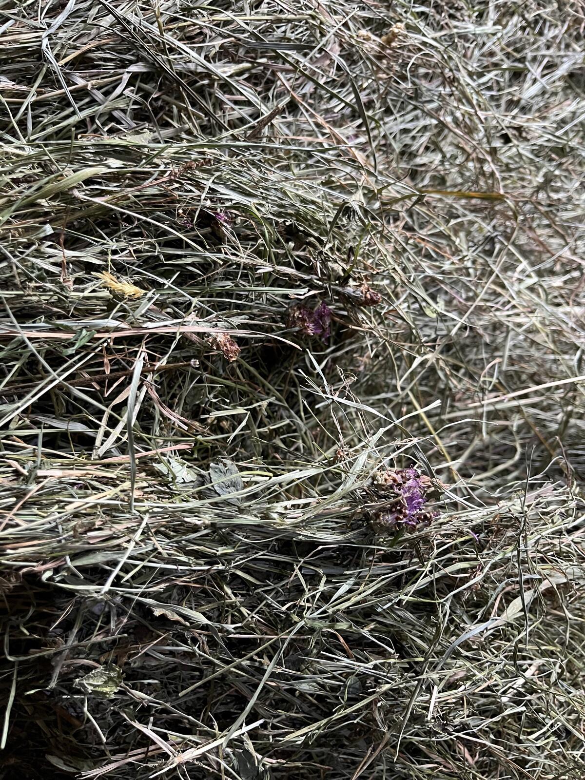 Heuballen zu verkaufen 3