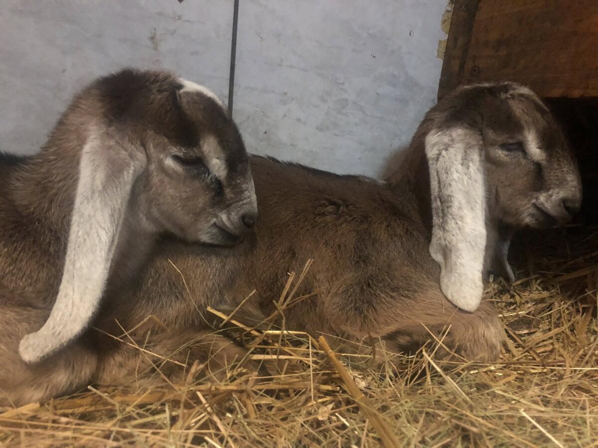 Anglo Nubier Ziegen 2