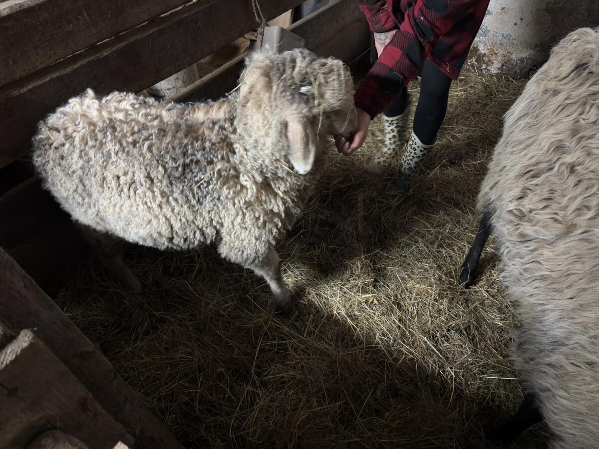 Tiroler Steinschaf Widder 2