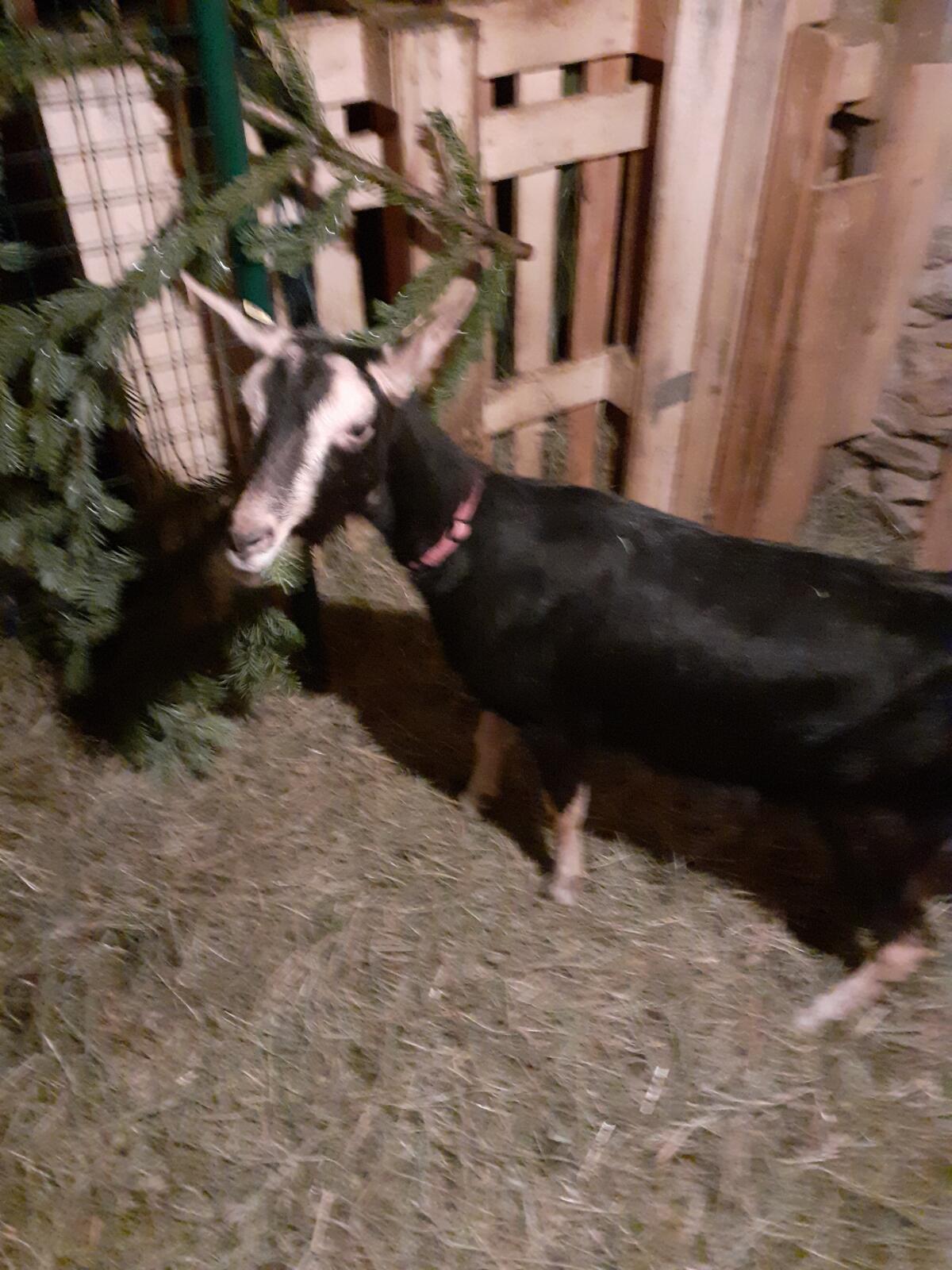 Hübsche Strahlenziege 2