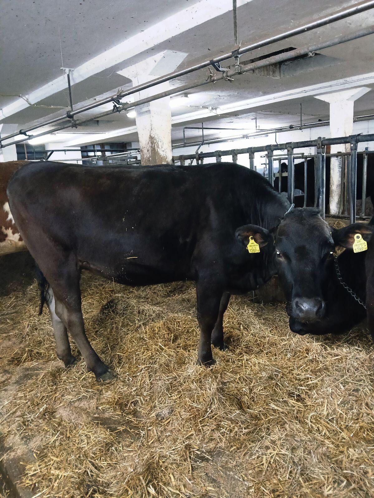 Wagyu Kalbin 100% FB 3