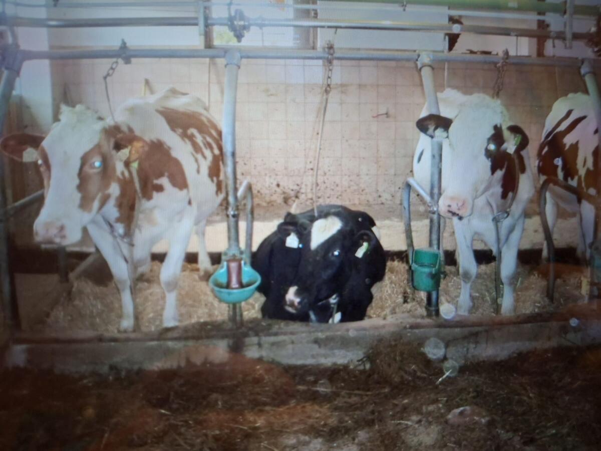 Anbindeaufstallung 2