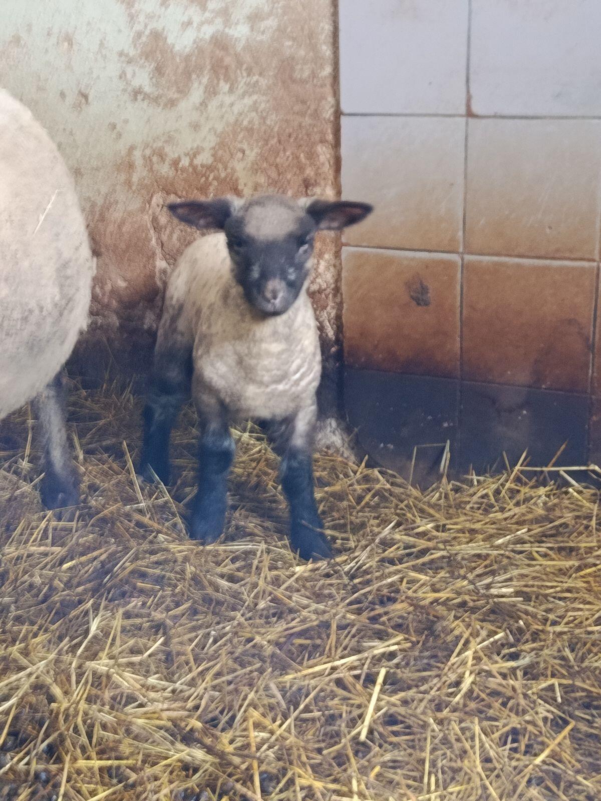 Shropshire Lämmer 2