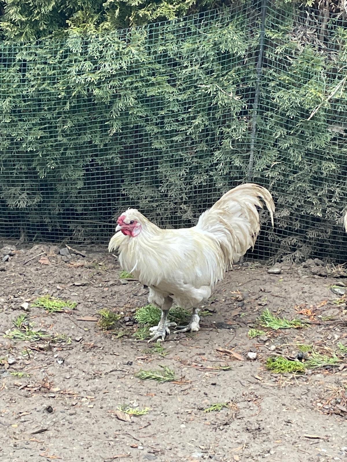 Seidenhähne und Steinhähne abzugeben 3