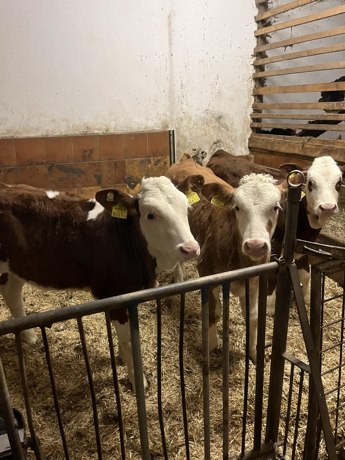 Fleckvieh Zuchtkälber 3