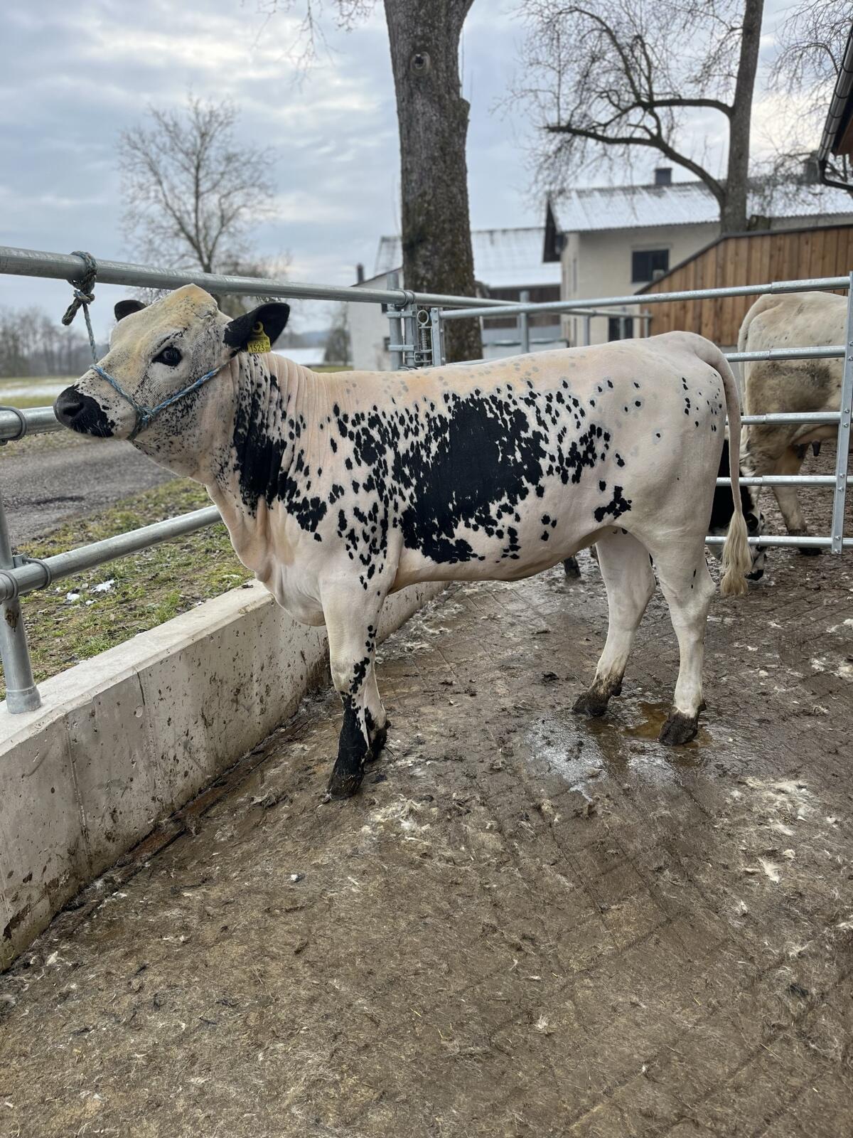 Pustertaler Sprinzen Kalbin 2