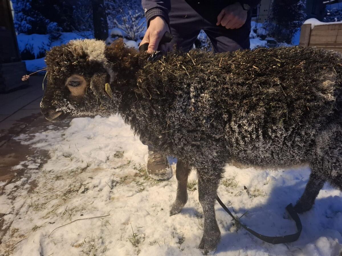 Krainer Steinschaf Jungwidder 2