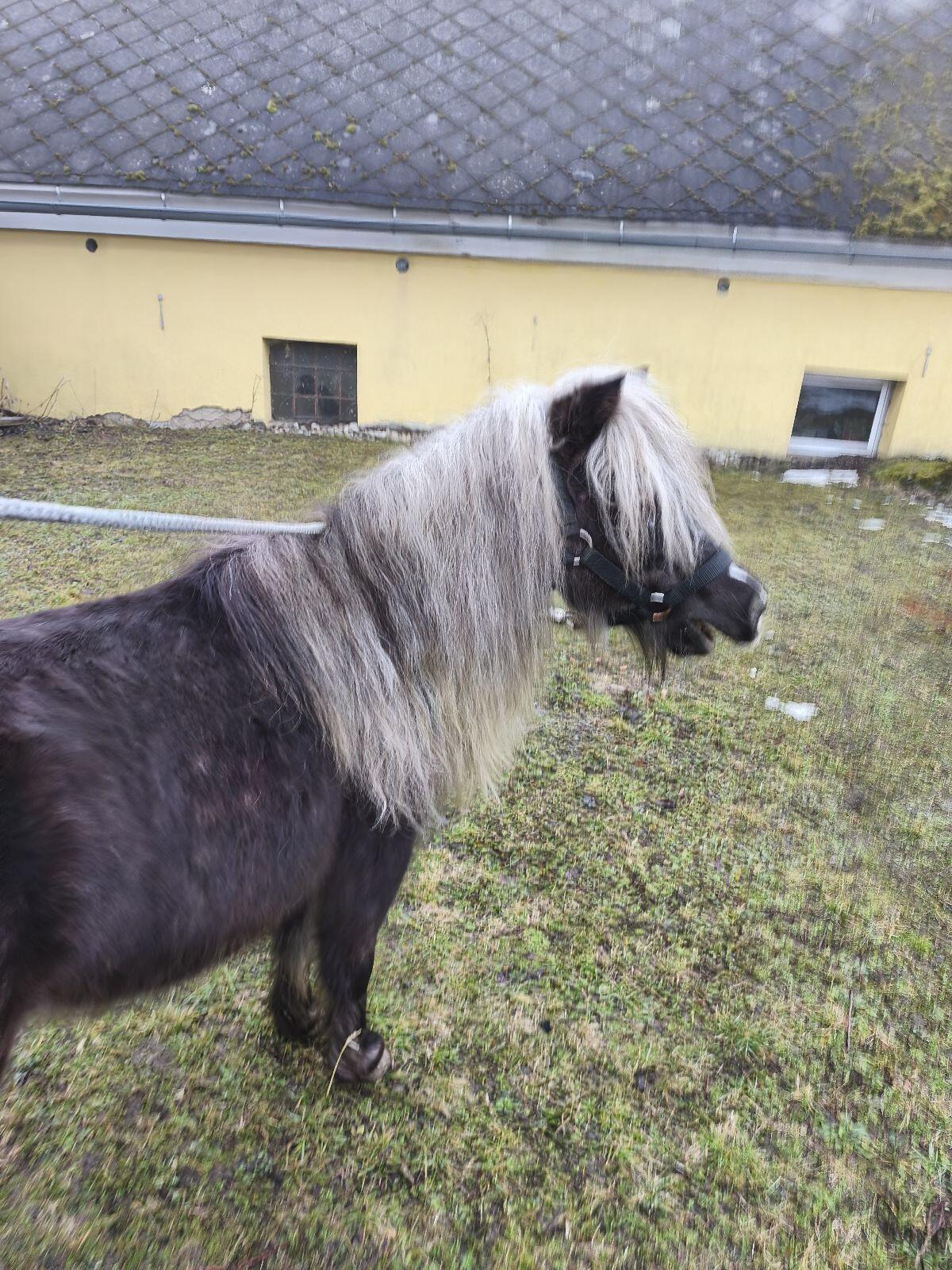 Pony Stute 3