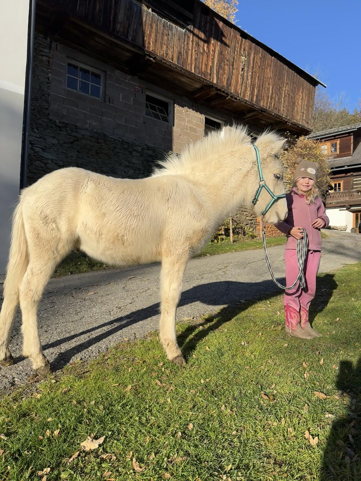 Isländer Hengst Jährling 2