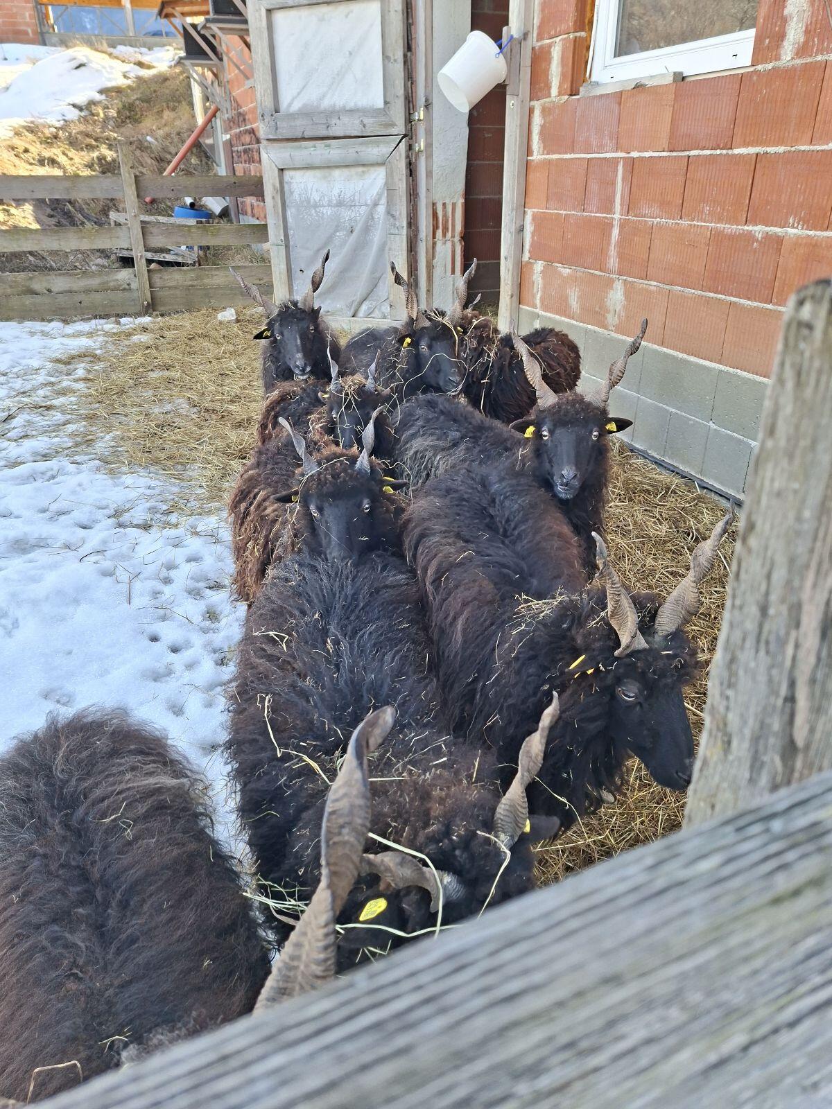 Ungarische Zackelschafe 2