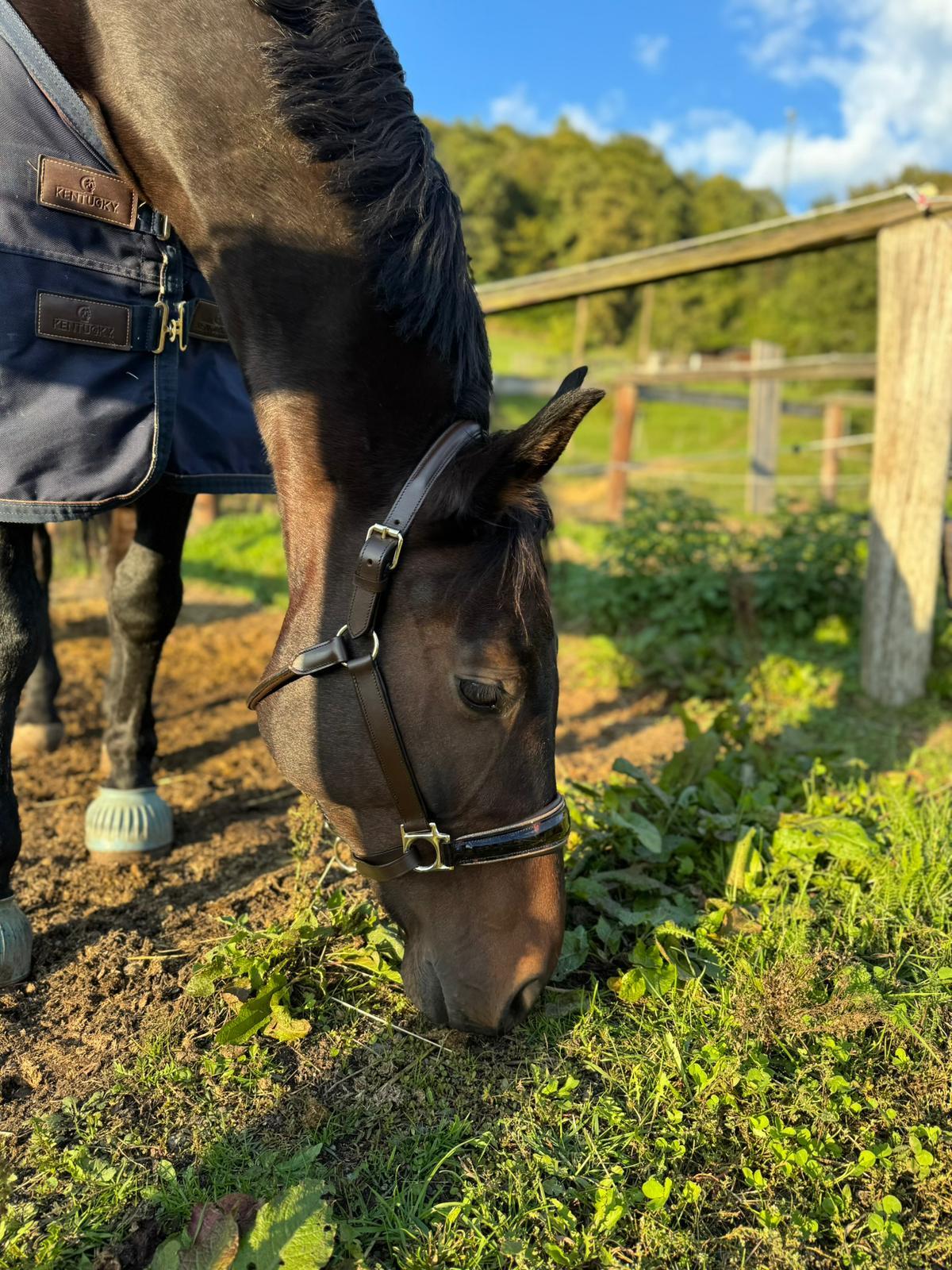 Deutsches Sportpferd 2