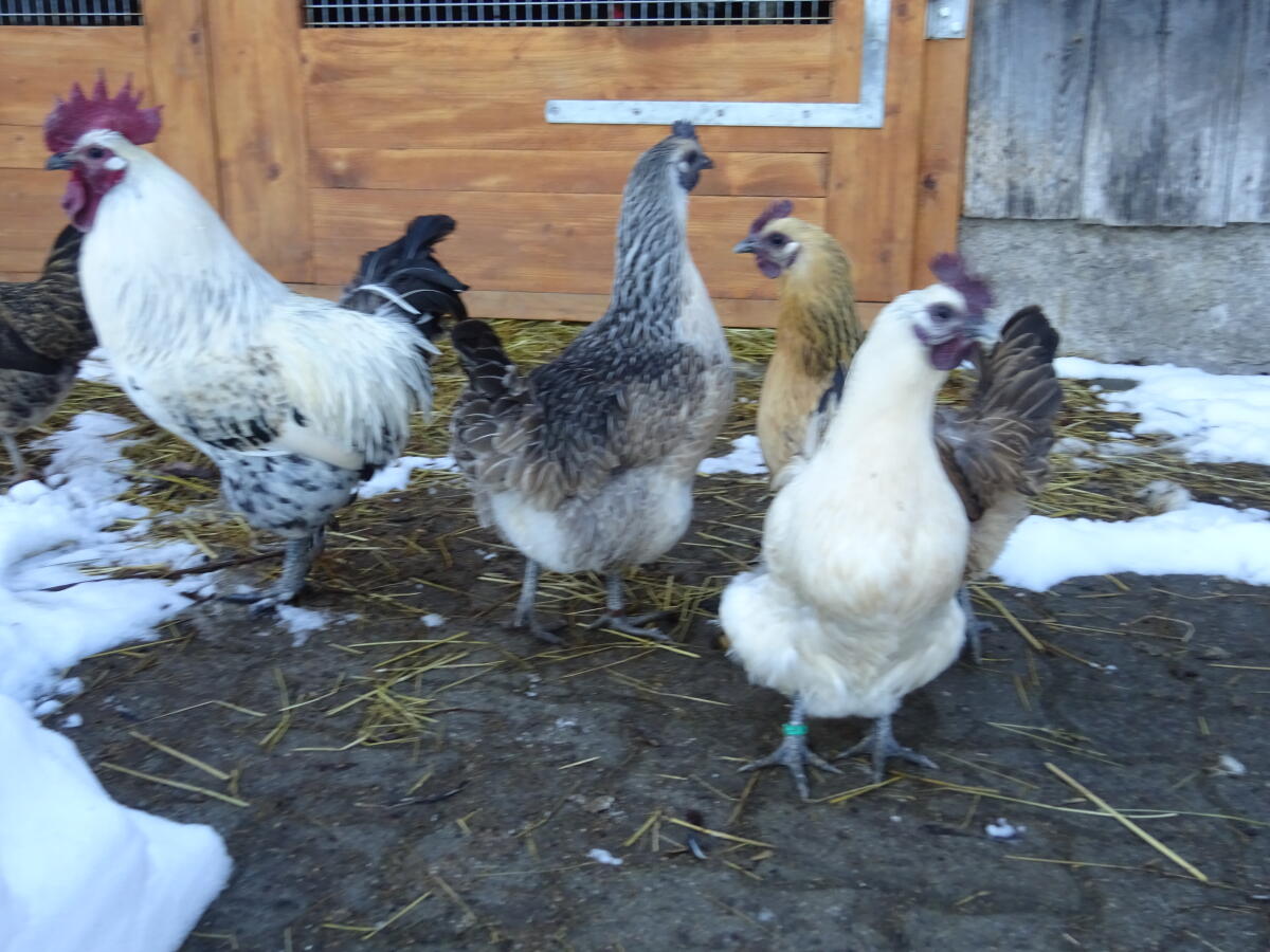 Dongxiang Lukedani (Schwarzhuhn) 2