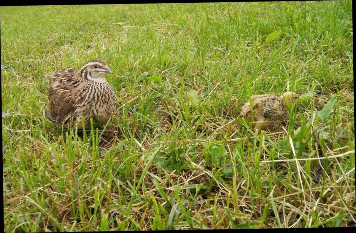 Wachtelbruteier 2