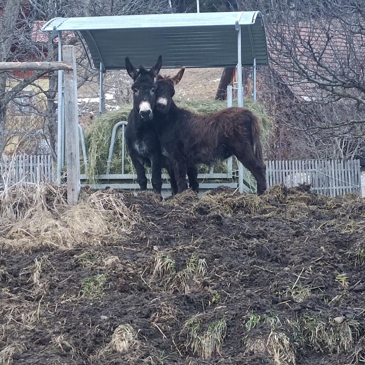 Esel, Hengstfohlen 3