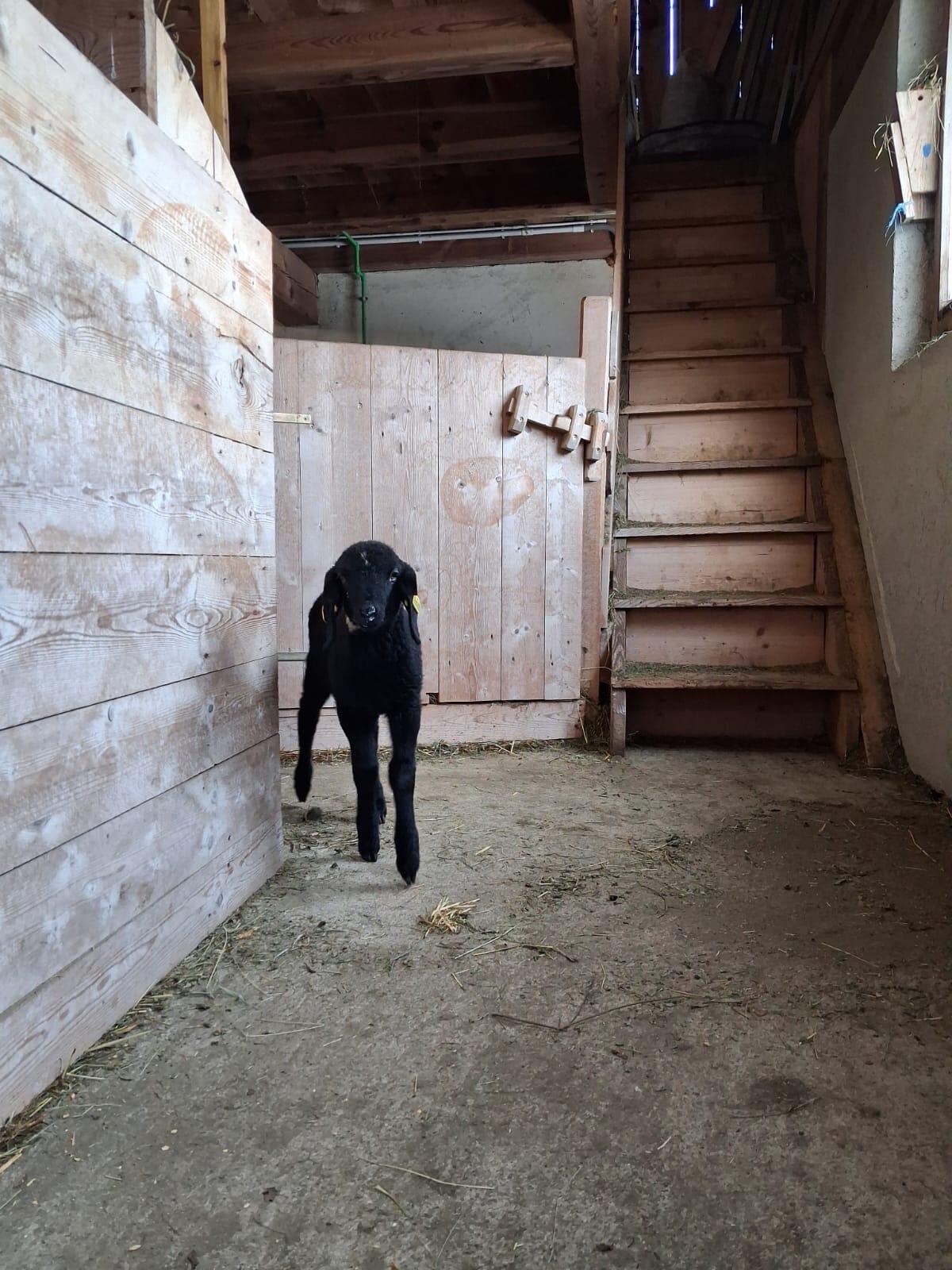 Bergschaf Widderlamm 2