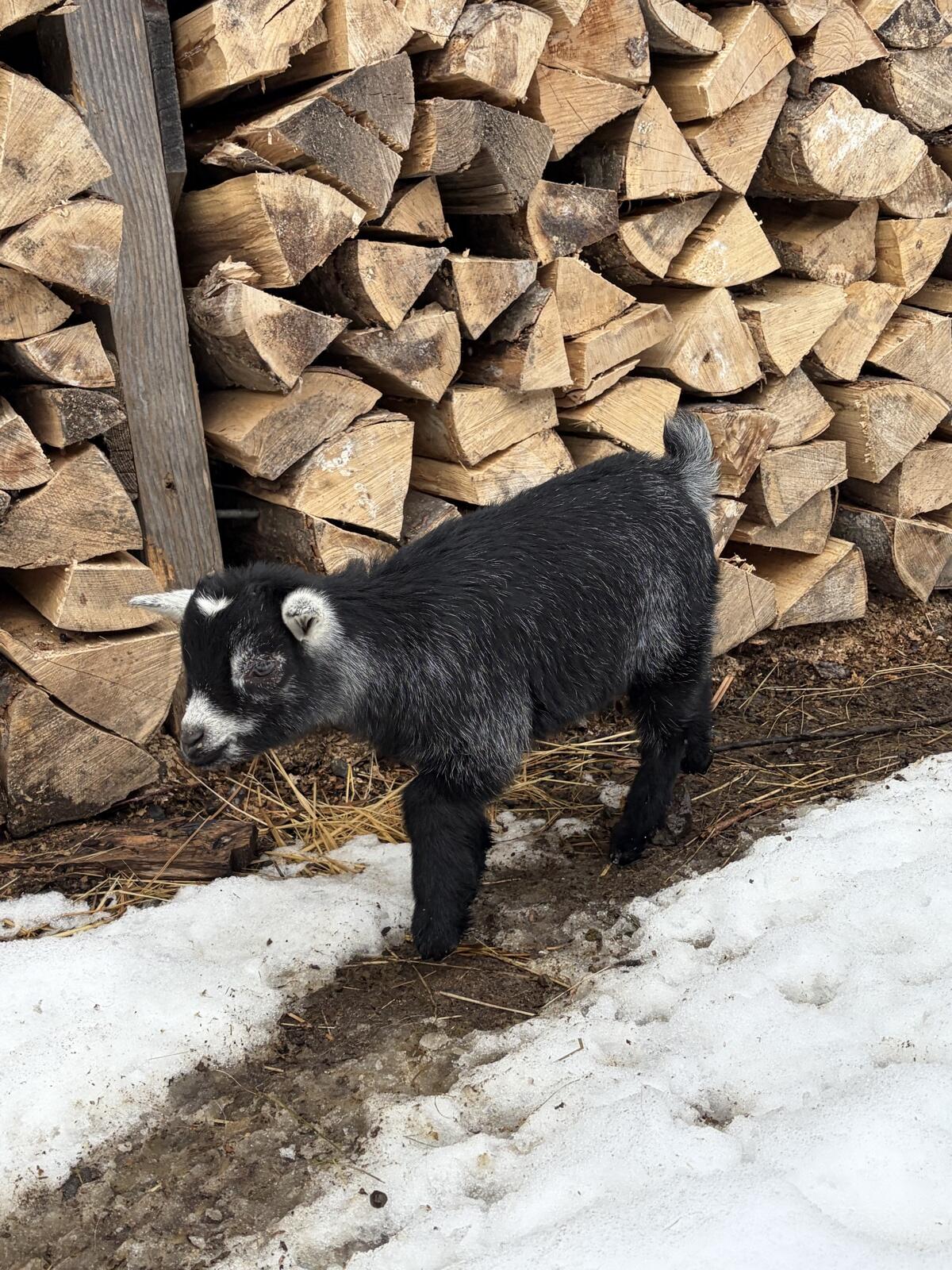 Zwergziegen zu verkaufen 3