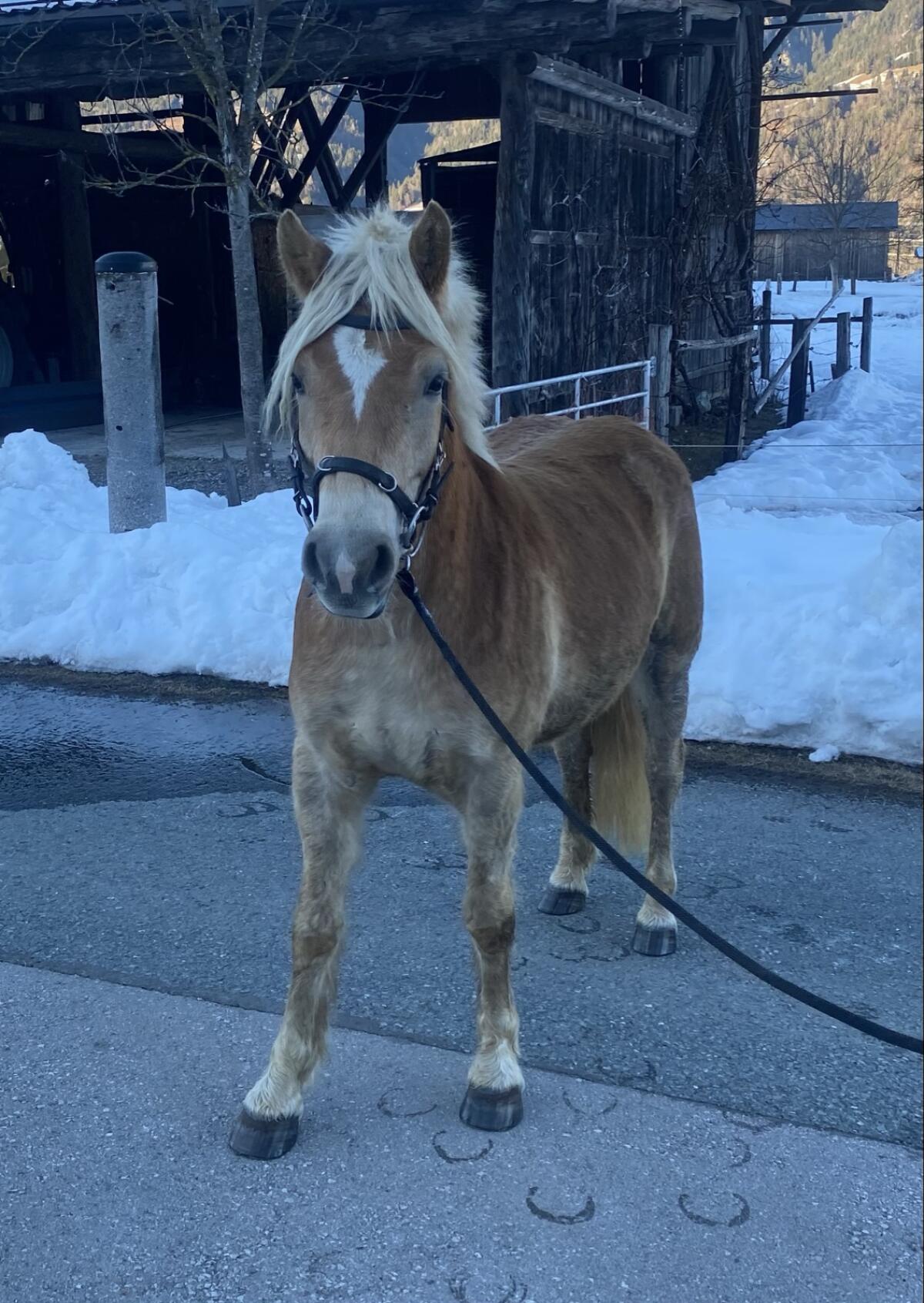 Haflingerwallach als Allrounder 2