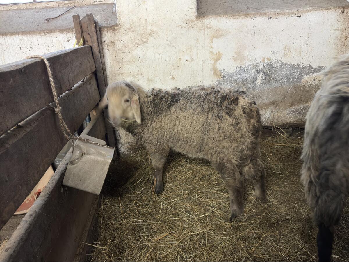 Tiroler Steinschaf Widder 3