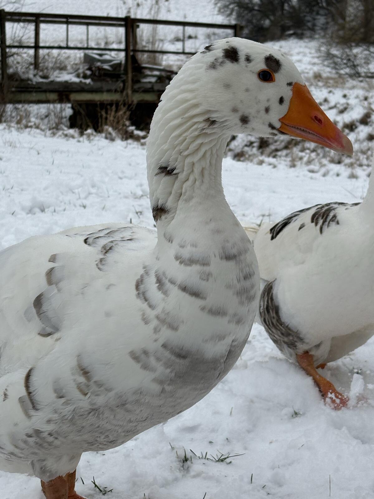 Zwei Ganter zu vergeben 3