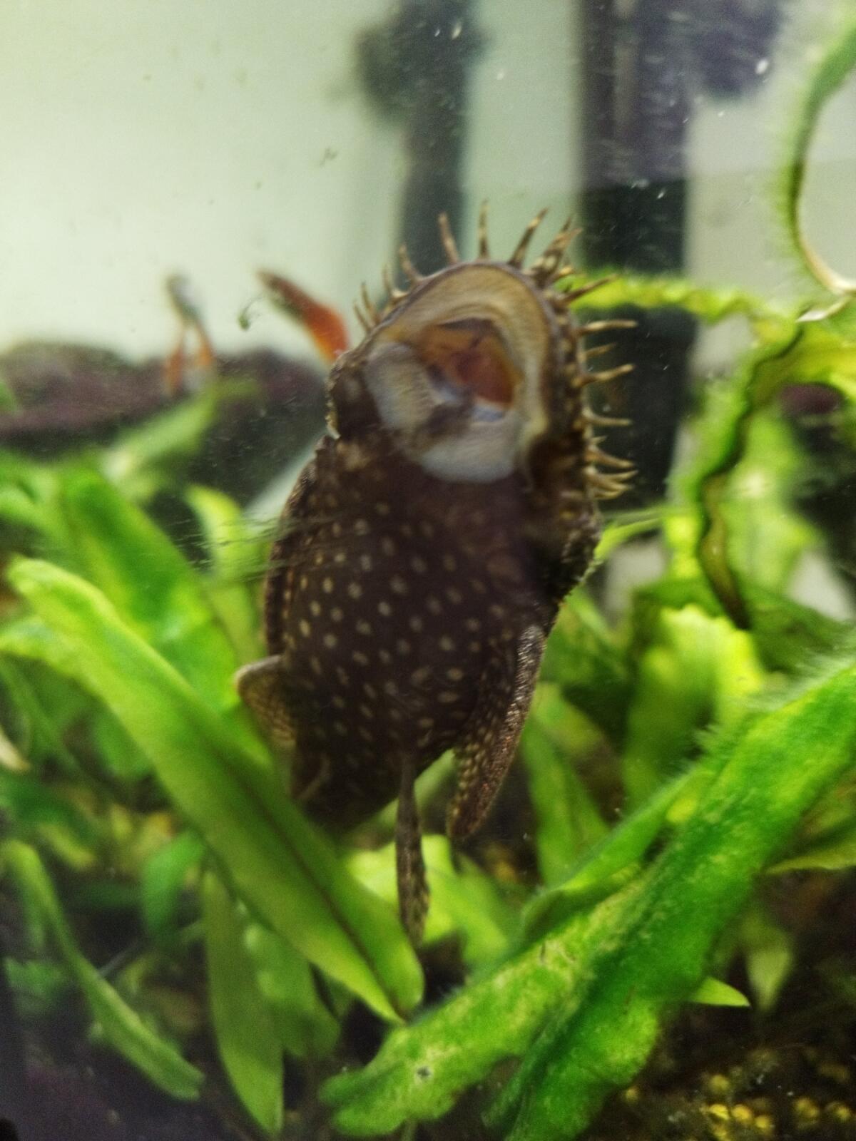 Fische für Aquarium 2