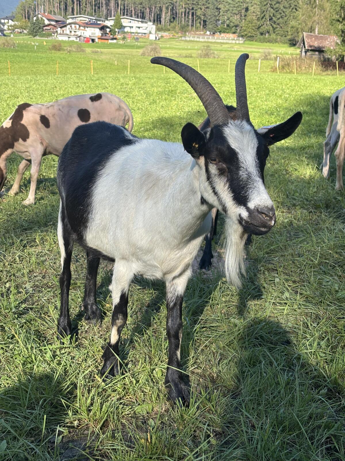 Pfauenziege zu verkaufen! 2