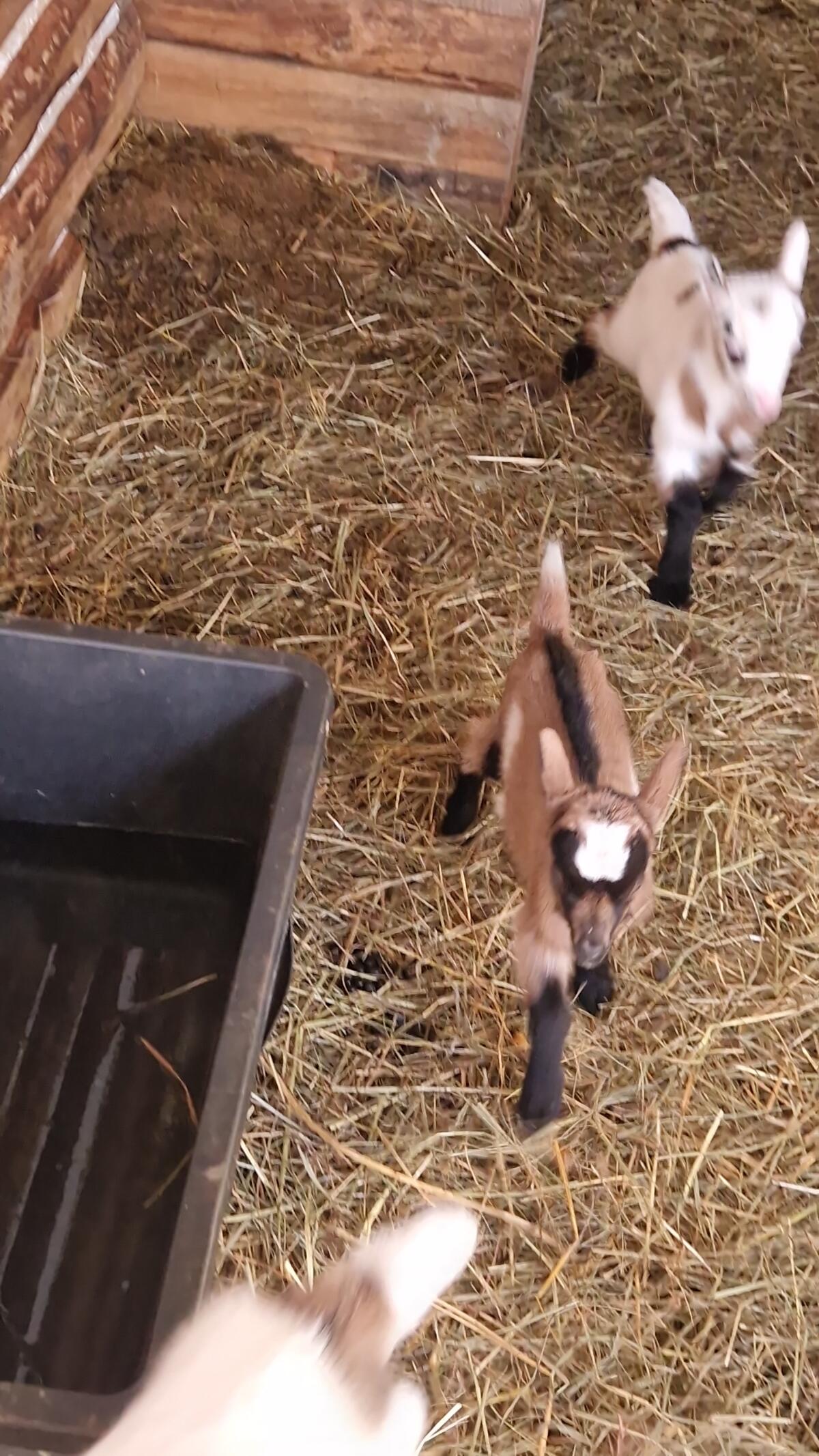 Steirerschecken Ziegenkitze 2