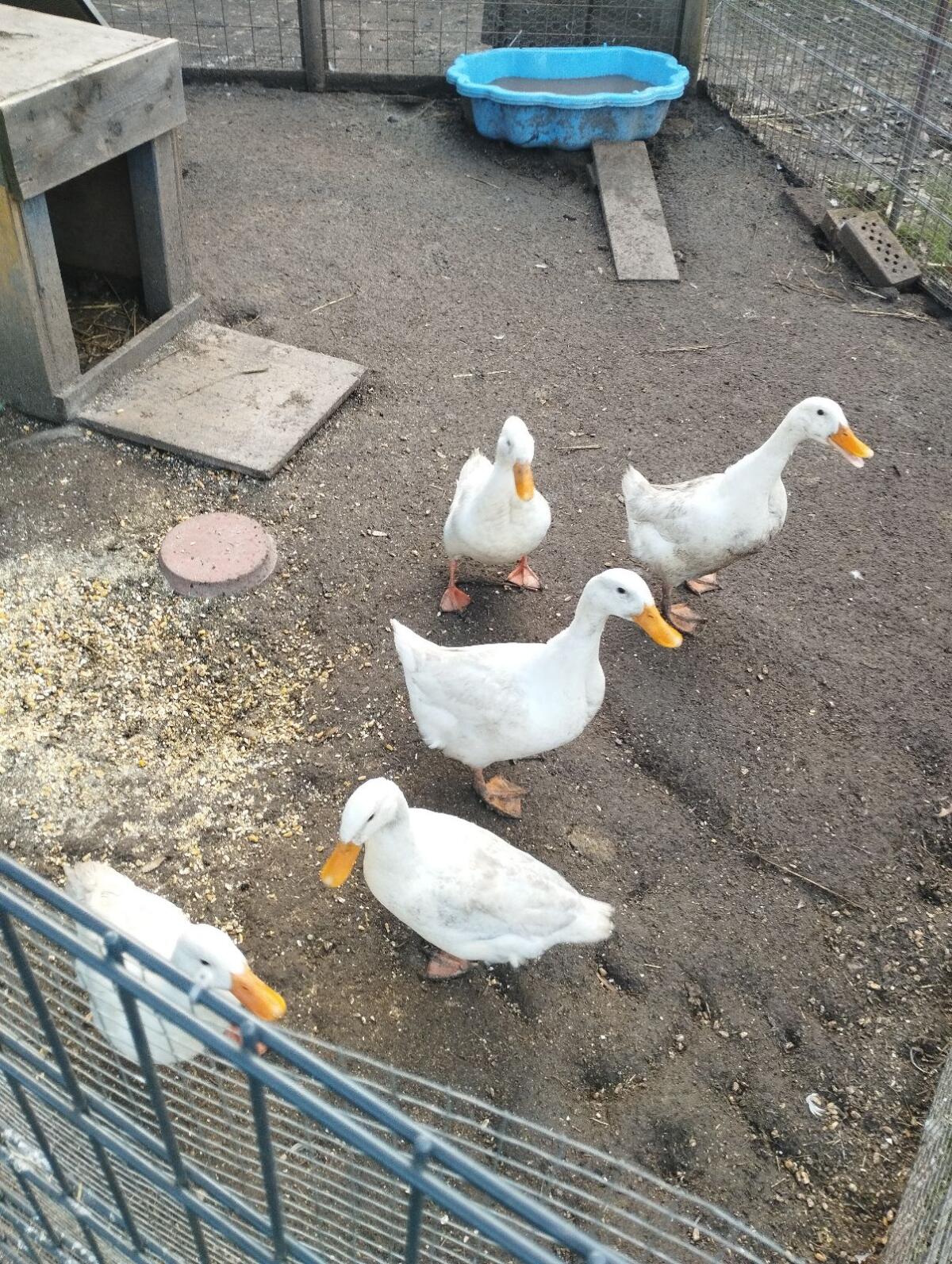 5 Landenten ohne Haube 2