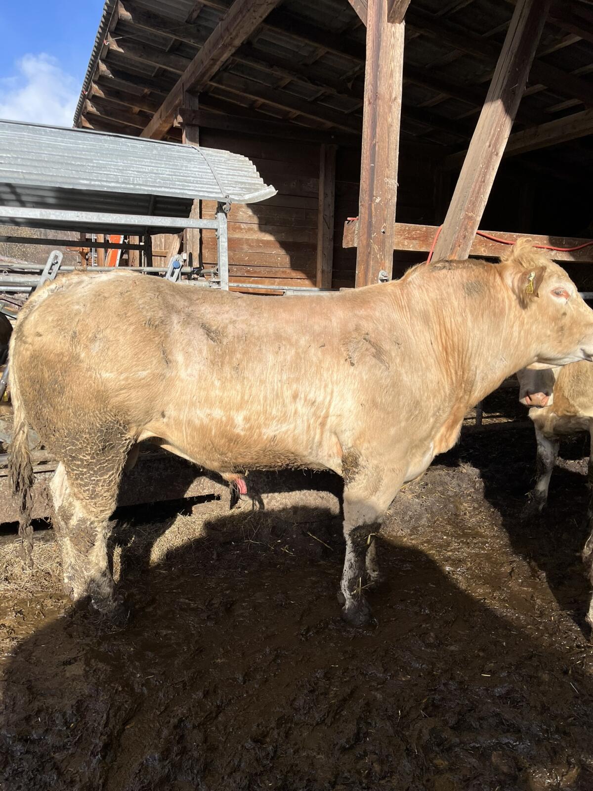 Blonde Aquitaine Zuchtstier 2