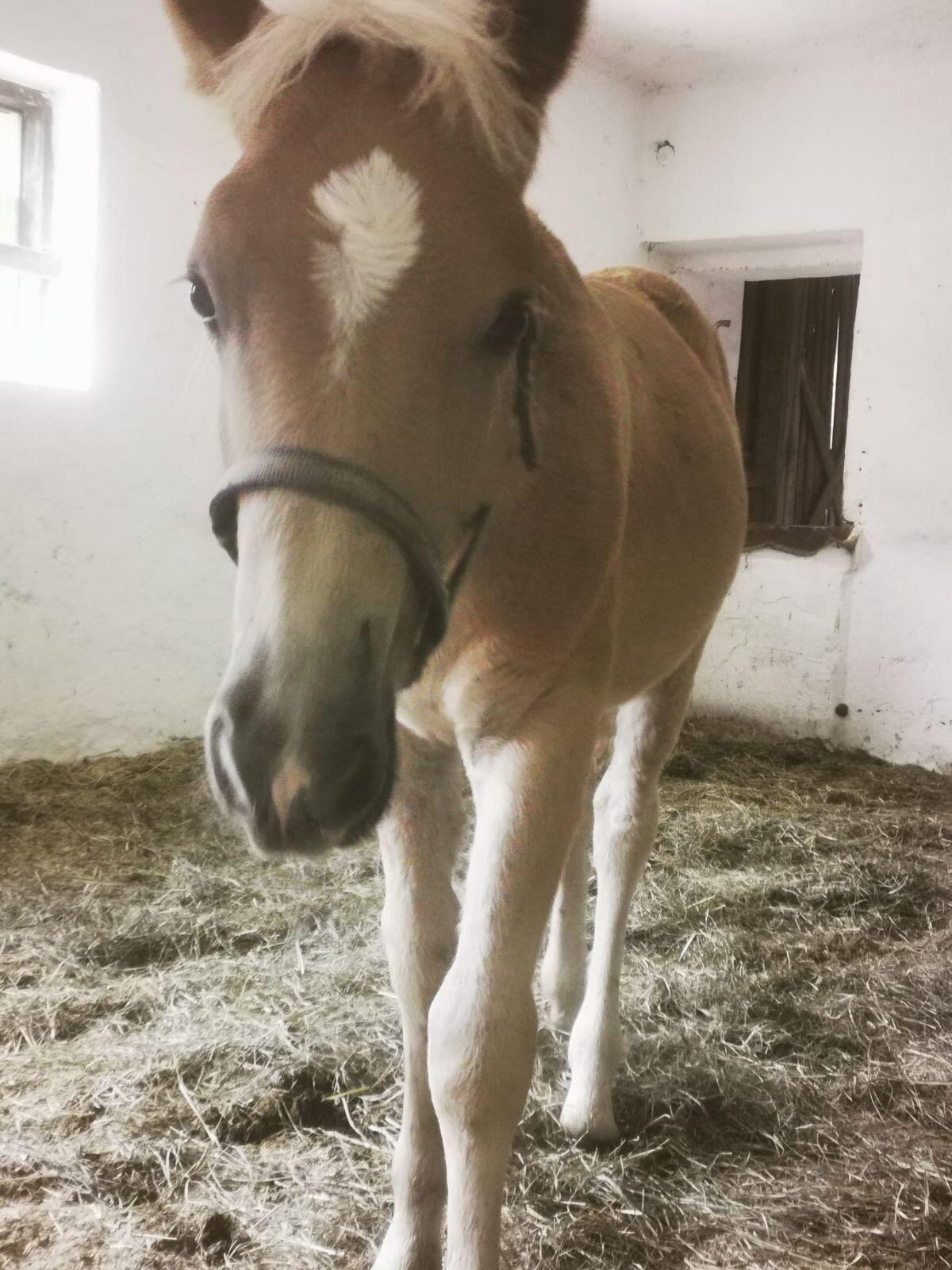 Haflingerhengstfohlen zu verkaufen 3