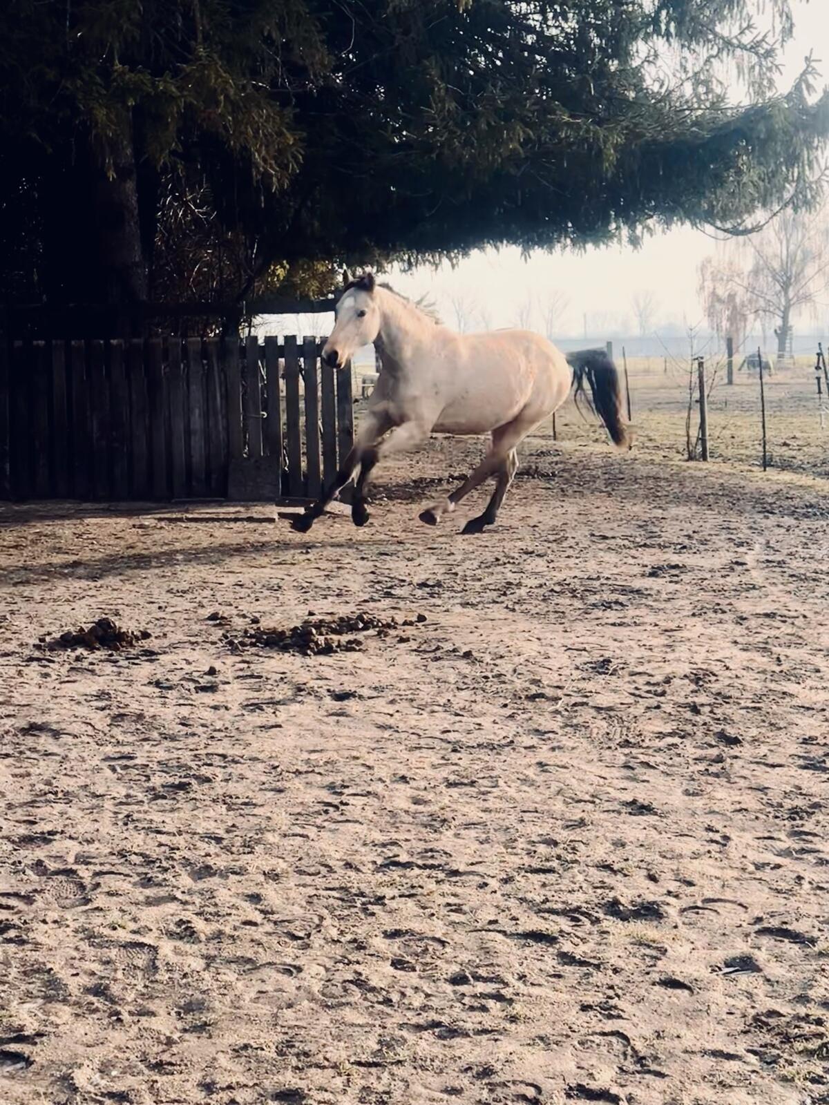 2 Jungpferde/Ponys 2