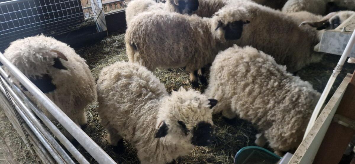 Walliser Schwarznasenschafe 3