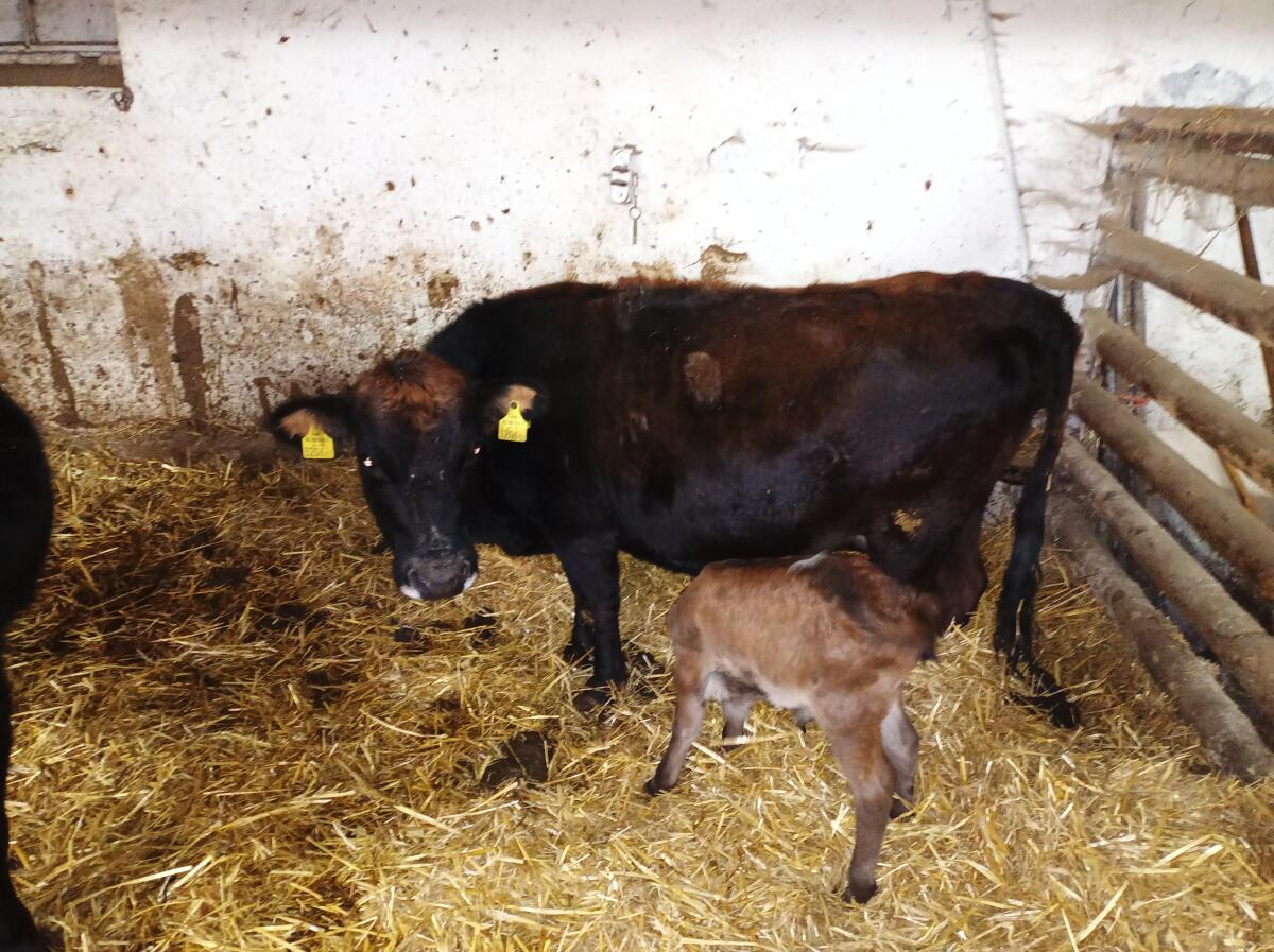 Zwergrindkuh mit Kalb 2