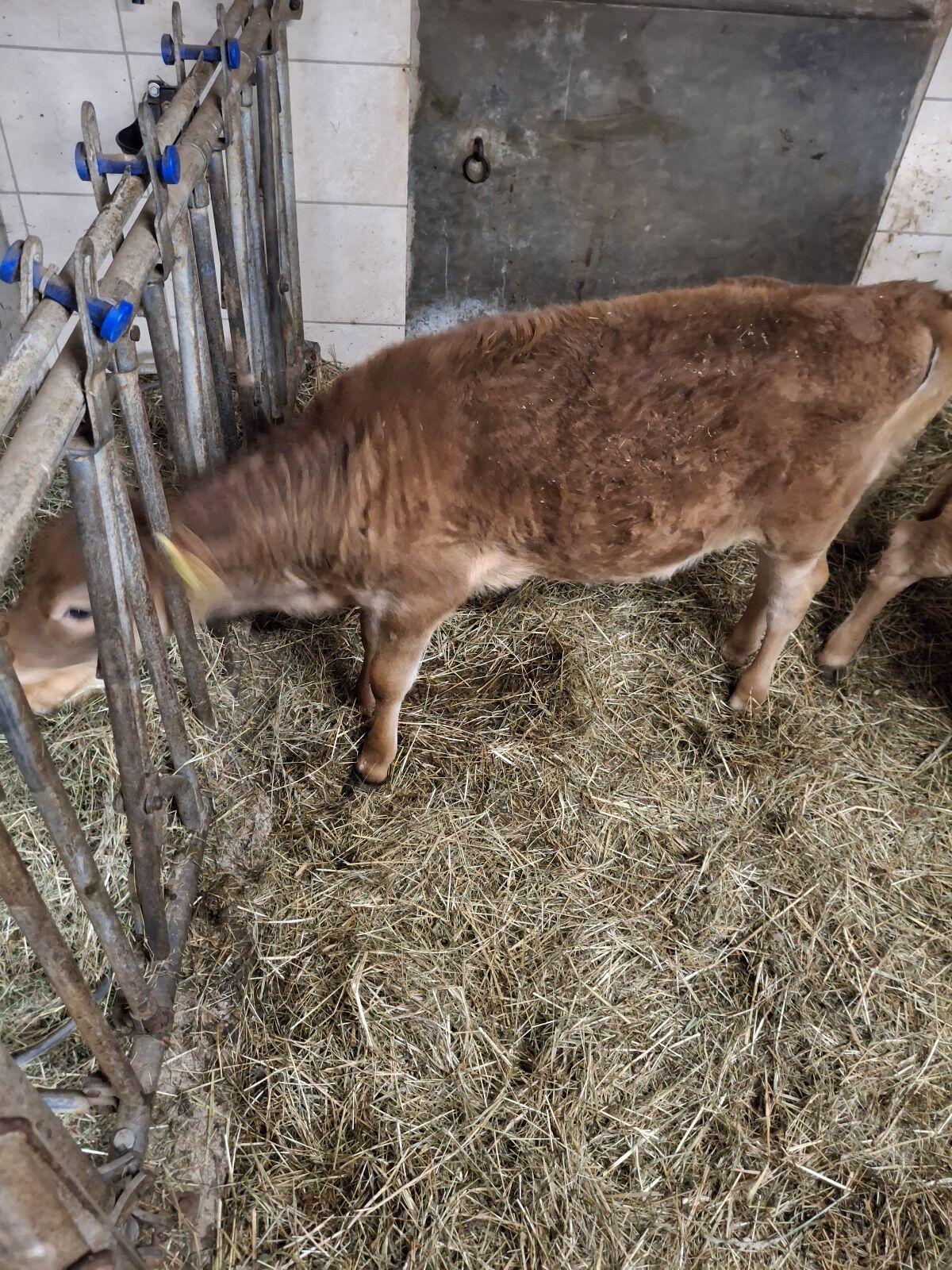 BIO Jersey Kuhkalb 2