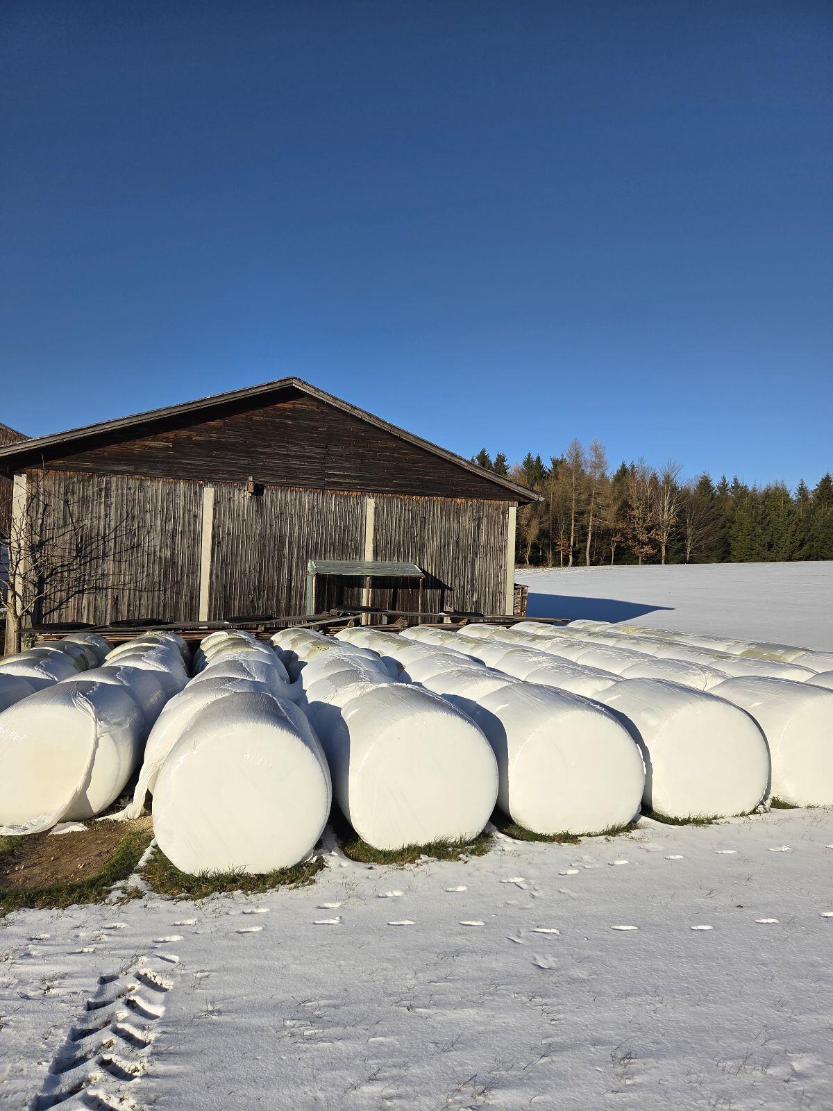 Maisballen zu verkaufen aus 2025 2