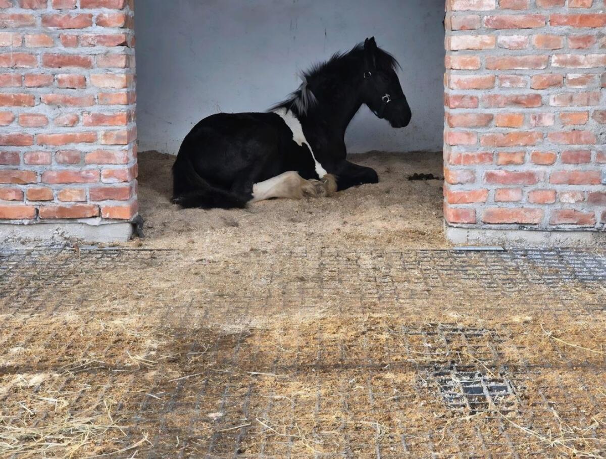 10 Monate altes Friesen-Mix-Fohlen Hengst 3