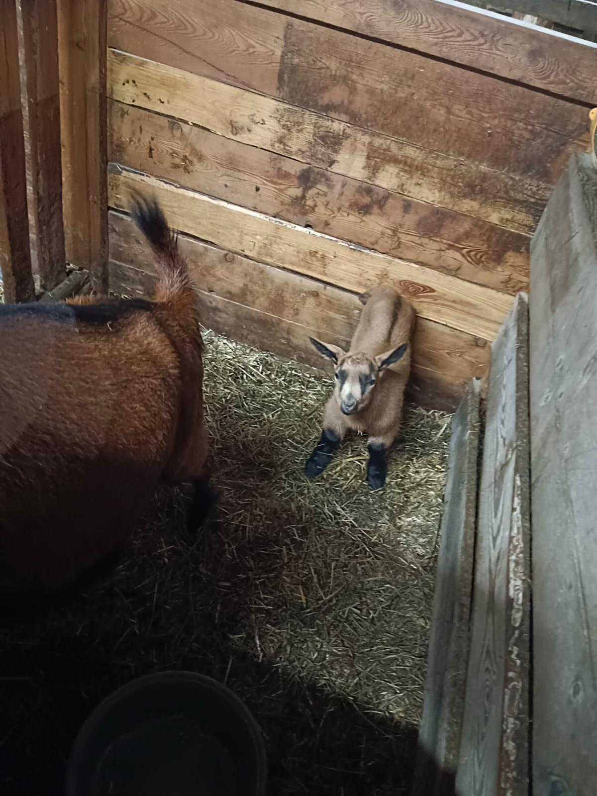 Ziegenkitze m/w, hornlos 2