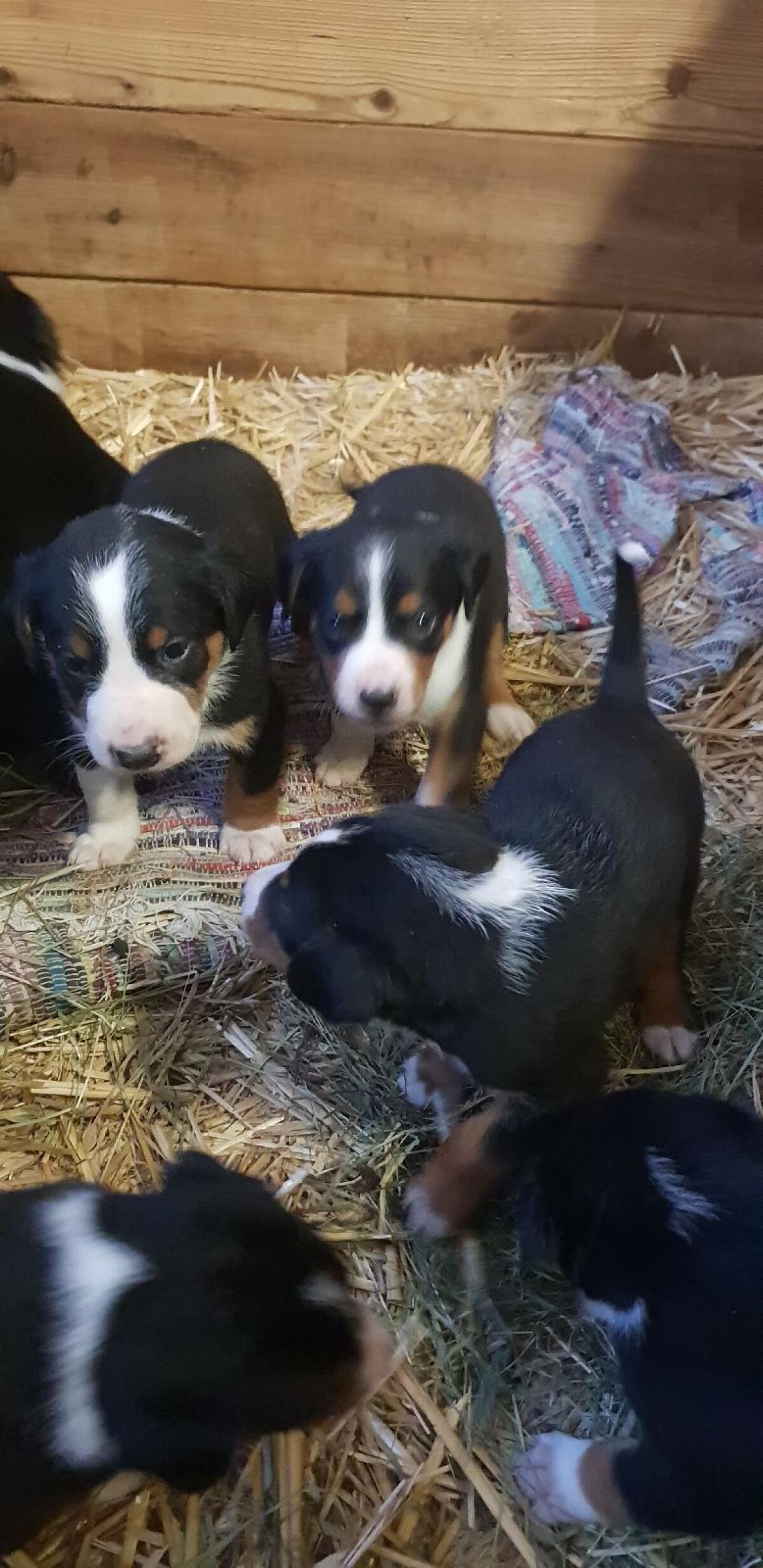 Appenzeller Welpen 3