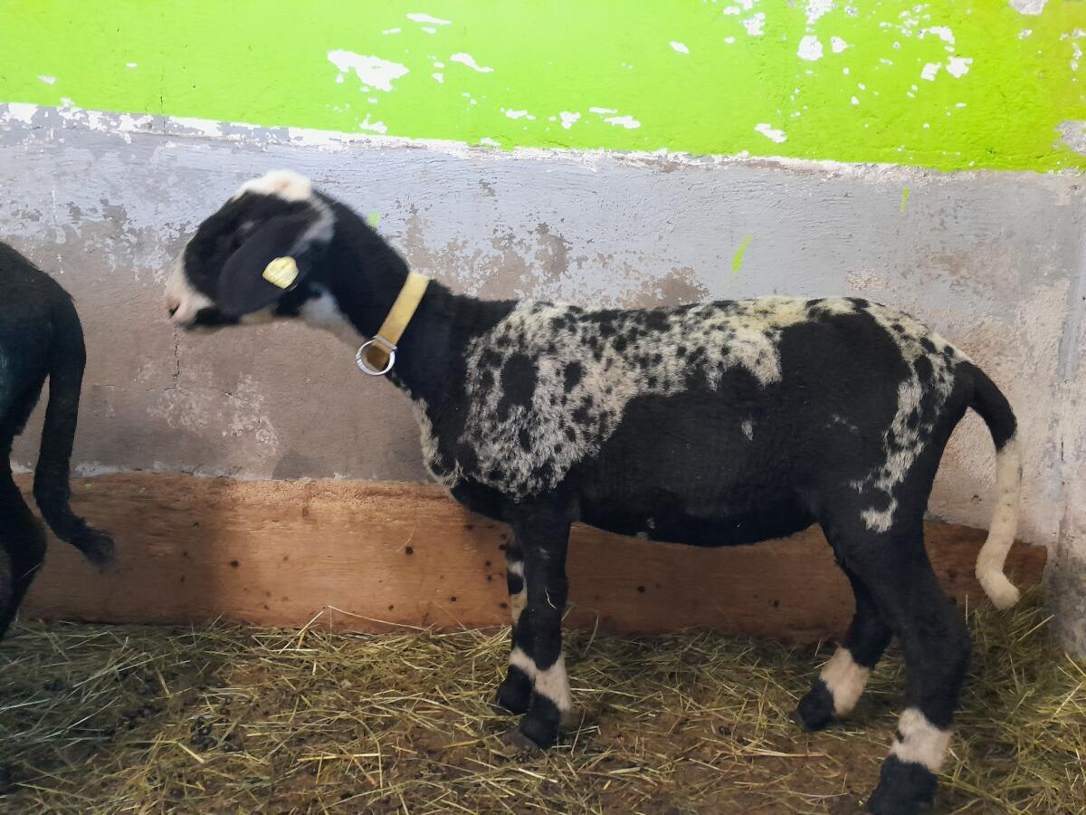 Montafoner Steinschaf, HB, zu verkaufen 3