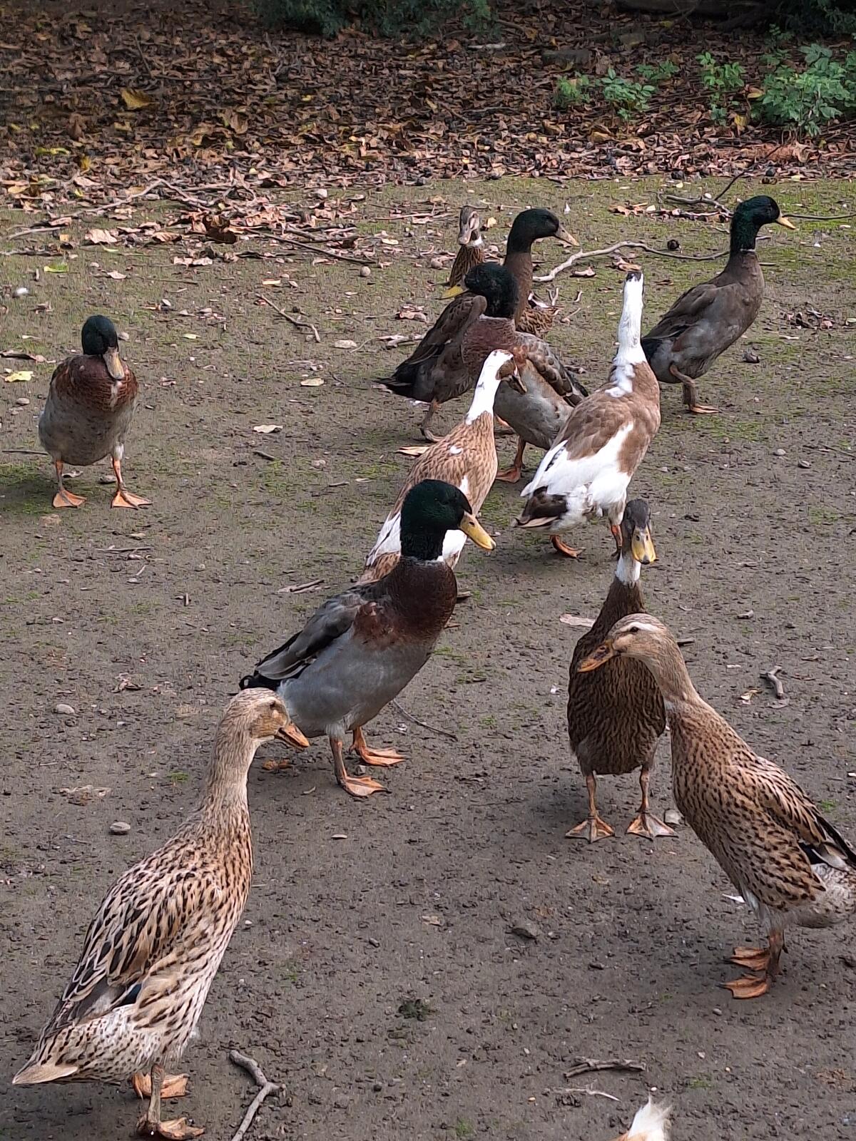 Laufenten, € 20,- das Stk. 3