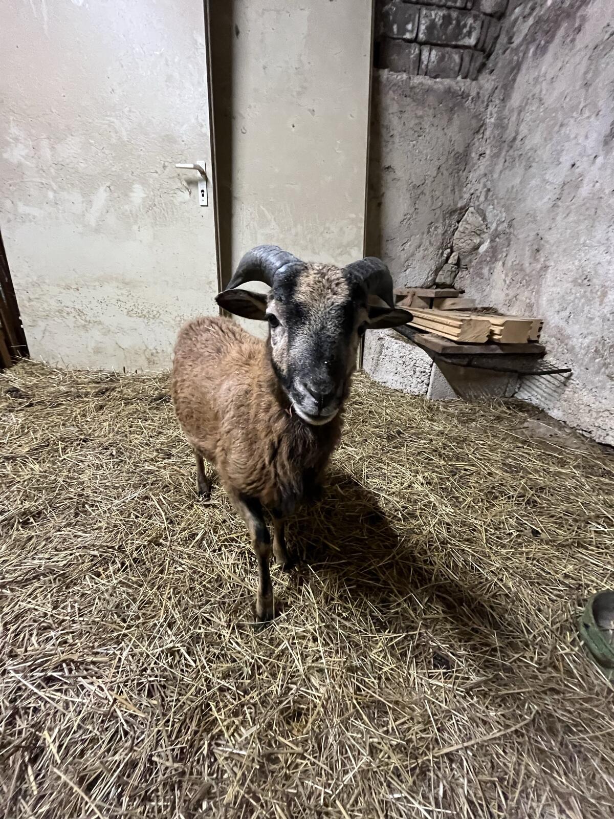 Kamerun Schaf Widder 3